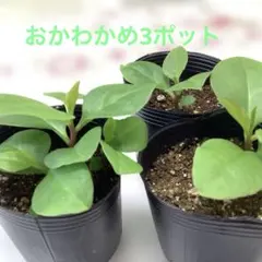 おかわかめ　3ポット　むかごから芽のサムネイル