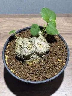 オオハマボウ盆栽 琉球盆栽 荒々しい幹肌 芽吹き - メルカリ