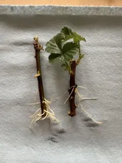 ブラックベリー 発根済み挿し木