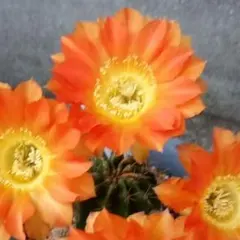一点物】人気実生サボテン のカキコ 特選開花大株 多肉植物 花サボテン