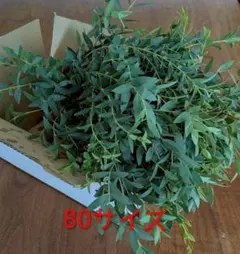 ☘️匿名／80サイズ☘️ 【保水なし】 ユーカリポポラス フレッシュ