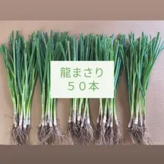 2026年度の長ネギ苗 1000本 2026年最新】長ネギ苗の人気アイテム - メルカリ