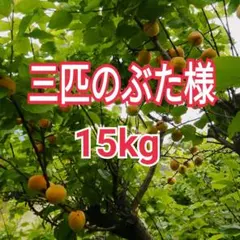 2026年最新】完熟豊後梅の人気アイテム - メルカリ