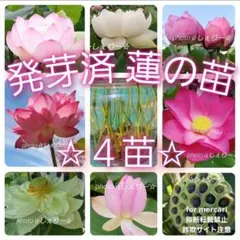 2026年最新】花蓮 蓮根の人気アイテム - メルカリ