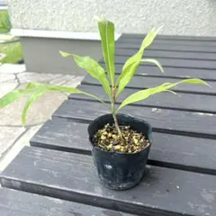 Plumeria様 リクエスト 2点 まとめ商品