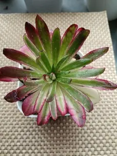 くに里多肉　よっしー様 リクエスト 2点 まとめ商品