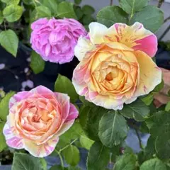 ゆき@様専用 バラ苗 挿し苗 オレンジ Orange romantica②+③ | Mercari