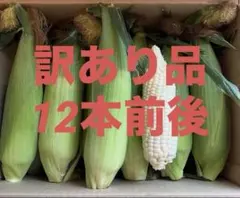 80サイズ 茨城県産　とうもろこし　ホイップコーン　訳あり品　6/20発送のサムネイル