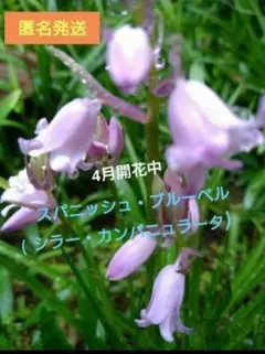 シラー・カンパニュラータの葉茎付き球根苗 2～3種の花色を５株入れて 匿名発送のサムネイル
