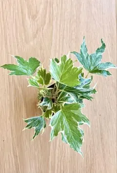 セシリア①へデラ アイビー 観葉植物 根付き抜き苗 - メルカリ