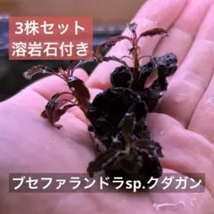 ◇特◇ブセファランドラSP.クダガン（良株） #ブセさかな屋 水草