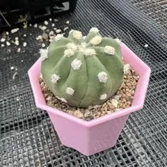大型多毛翠冠玉 カキ仔 - メルカリ