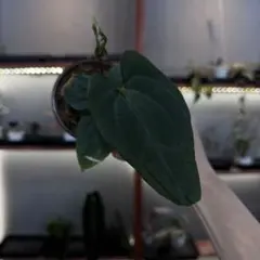 S*U様 78 S&P アンスリウム　RVDP レッドベインダークフェニックス