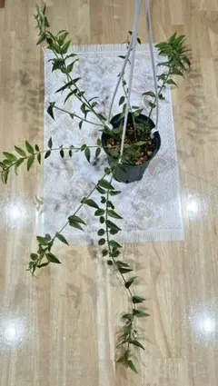 Laura (ラウラ) ☆様 リクエスト 2点 まとめ商品