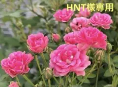 HNT様 リクエスト 2点 まとめ商品