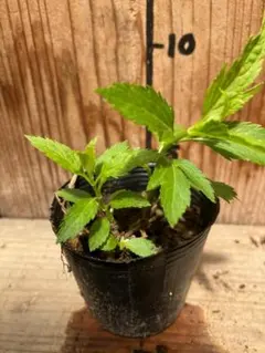 yunyun様 リクエスト 2点 まとめ商品