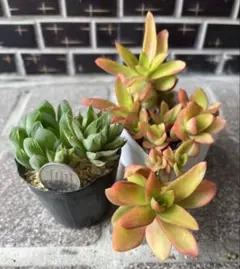 つるもも様 リクエスト 2点 まとめ商品