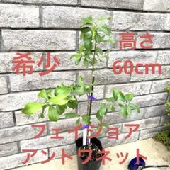 16 希少 レア フェイジョア アントワネット 挿し木苗 高さ60㌢程 証票