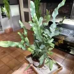 ライム☆lime様 リクエスト 2点 まとめ商品