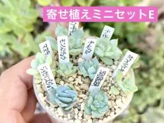 【もりもり@1580】寄せ植えミニセットE