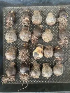 2025年最新】ハエマンソイデスの人気アイテム - メルカリ