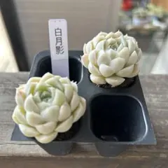 Yura/断捨離中様 リクエスト 2点 まとめ商品