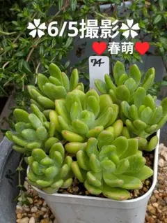 74♥春萌♥　根あり　抜き苗　多肉植物のサムネイル