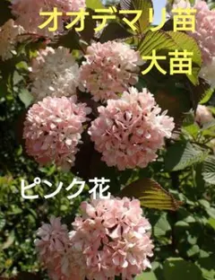 오데마리 모종