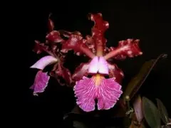 フラグミペディウム フィッシェリ 原種苗 (Phrag. fischeri) - メルカリ