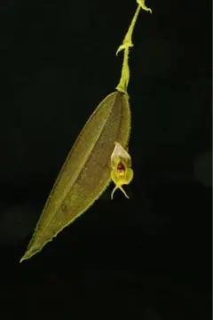 2026年最新】レパンテスの人気アイテム - メルカリ