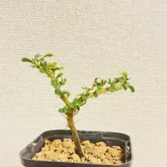 サルコカウロンバンデリエティアエ モンソニアバンデリエティアエ 竜骨