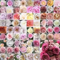 2026年最新】バラ挿し穂の人気アイテム - メルカリ