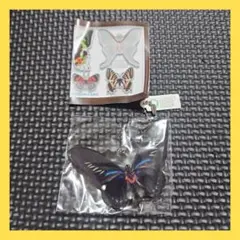 ユーフォリオン ミドリメガネトリバネアゲハ♂金紋発達型♀白化型 異常型ペア標本 2025年最新】ミドリメガネトリバネアゲハの人気アイテム - メルカリ