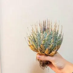 2025年最新】エボリスピナ ベアルートの人気アイテム - メルカリ