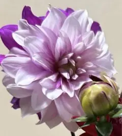 ペロ【プロフィールに注意事項あり】様 リクエスト 2点 まとめ商品