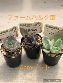 札付き⭐︎ファームパルクさん苗 2つ ポットごと - メルカリ