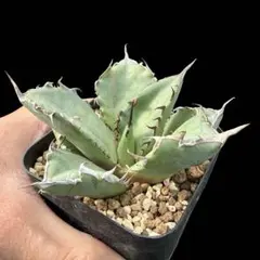 2025年最新】黒鯨 アガベの人気アイテム - メルカリ