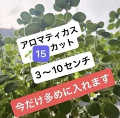 アロマティカス カット苗