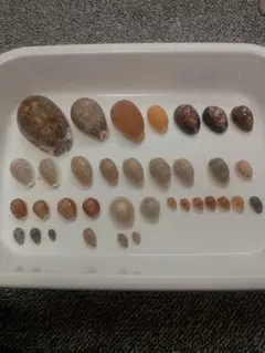 タカラガイ まとめ売り(訳あり)