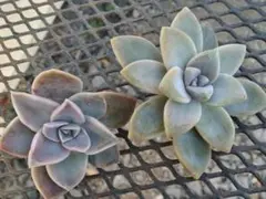 ちゃっぴー様 リクエスト 2点 まとめ商品