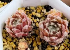 多肉植物 センペルビウム モアカークスメリット No.167【桃】 - メルカリ