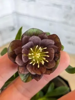 らんら様専用【現品・ポットまま発送】クリスマスローズ　スモーキーダブル③