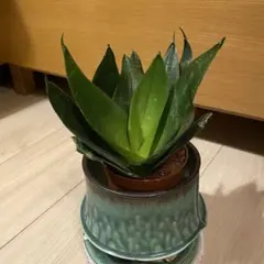 2026年最新】サンスベリアの人気アイテム - メルカリ
