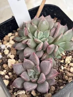 多肉植物　エルメス　韓国苗 エルメス – 多肉植物の通販・販売サイト tawawa