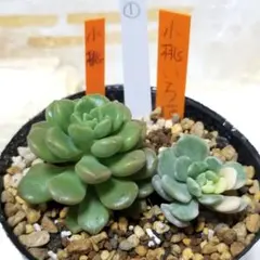 2025年最新】古都の葉 小桃いろはの人気アイテム - メルカリ