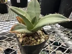 no.34様 リクエスト 2点 まとめ商品