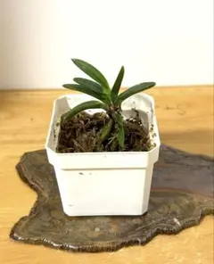 富貴蘭　小鷹丸　プラ鉢付のサムネイル