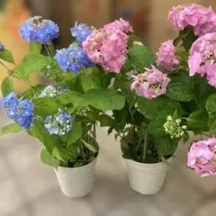 可愛い‼️アジサイふるふる♡4号♡２色セット♡メルカリ便 アジサイ 4号苗 2種セット - メルカリ