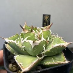 2025年最新】アガベ 清櫻の人気アイテム - メルカリ