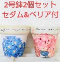 婆ちゃんのリメイク鉢『紫陽花』2号鉢 2個セットのサムネイル